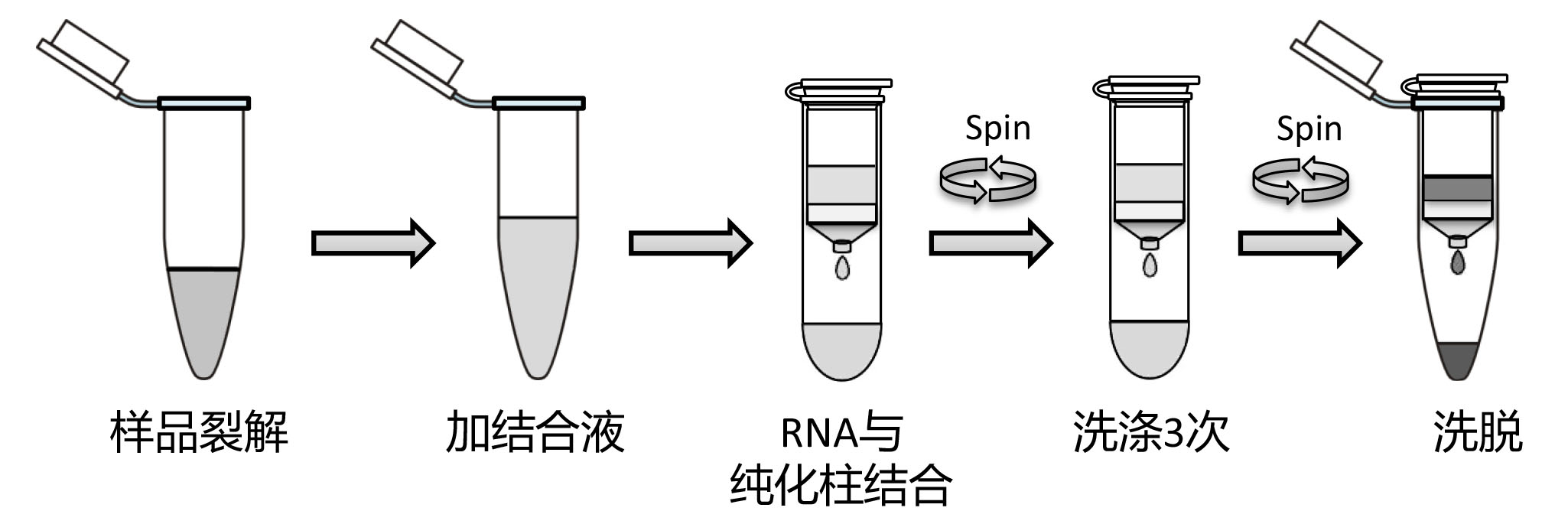 差速离心法示意图图片