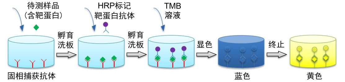 双抗体夹心法示意图图片